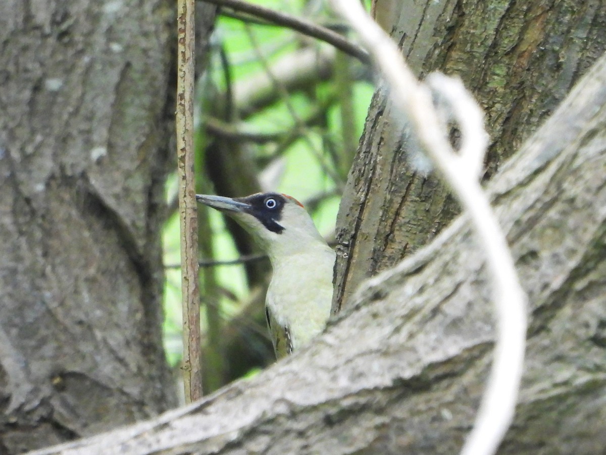 Eurasian Green Woodpecker - Stephen Matthews
