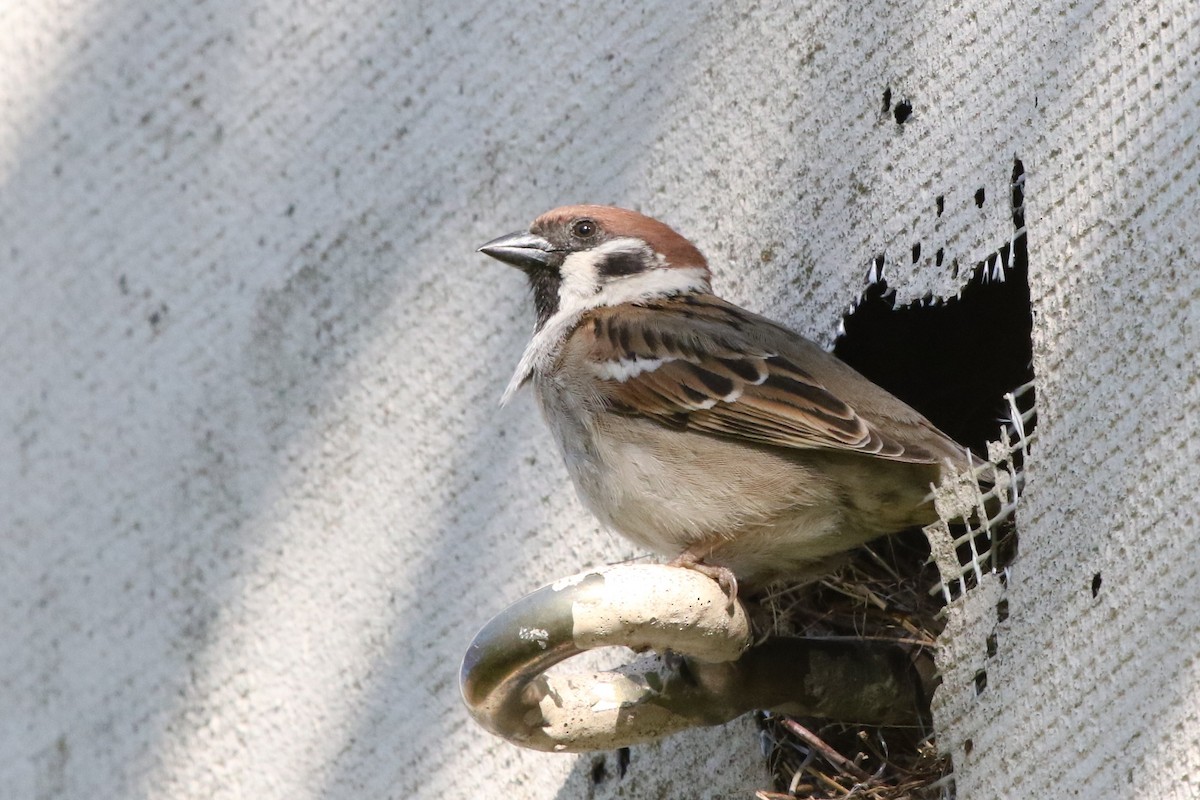 Eurasian Tree Sparrow - Mark Alexander