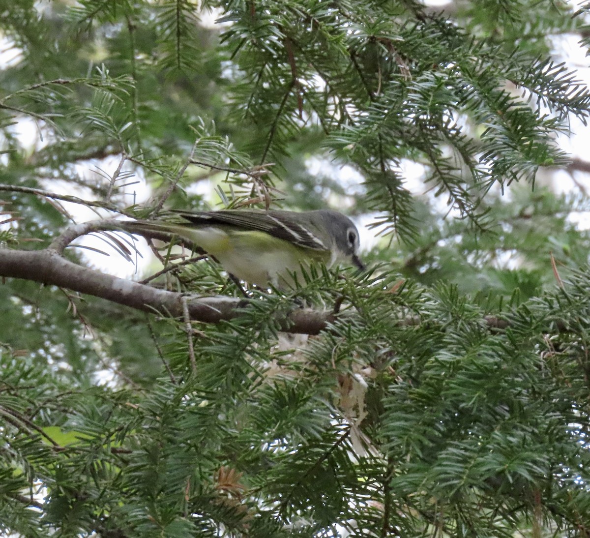 Blue-headed Vireo - ML619137438