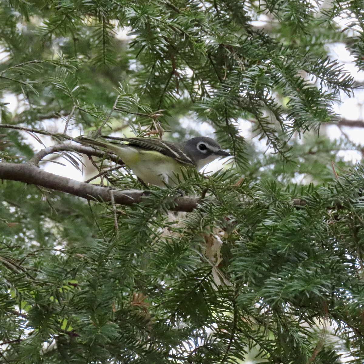 Blue-headed Vireo - Kristen Lindquist