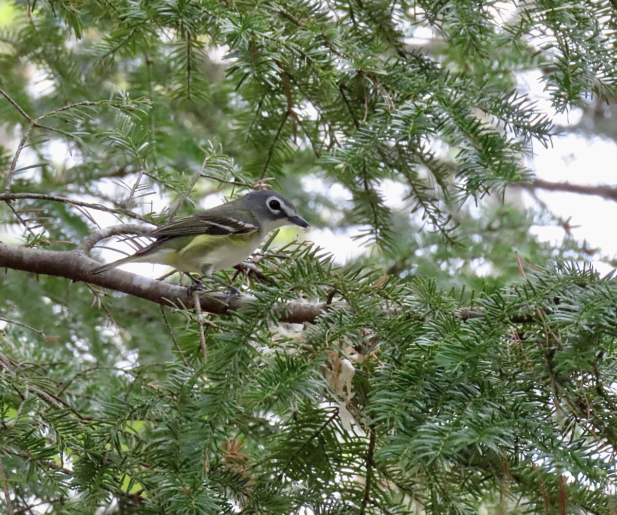 Blue-headed Vireo - Kristen Lindquist