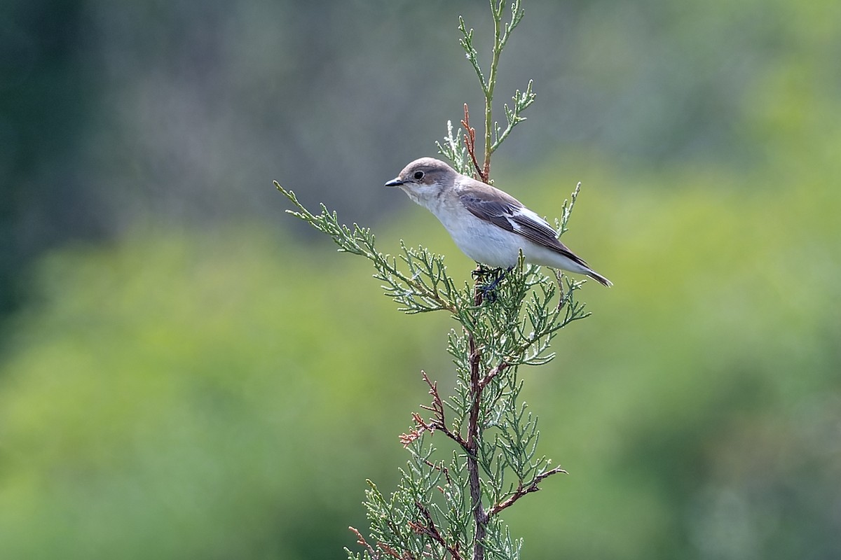 Collared Flycatcher - ML619137450