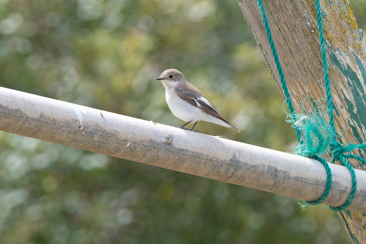 Collared Flycatcher - ML619137451