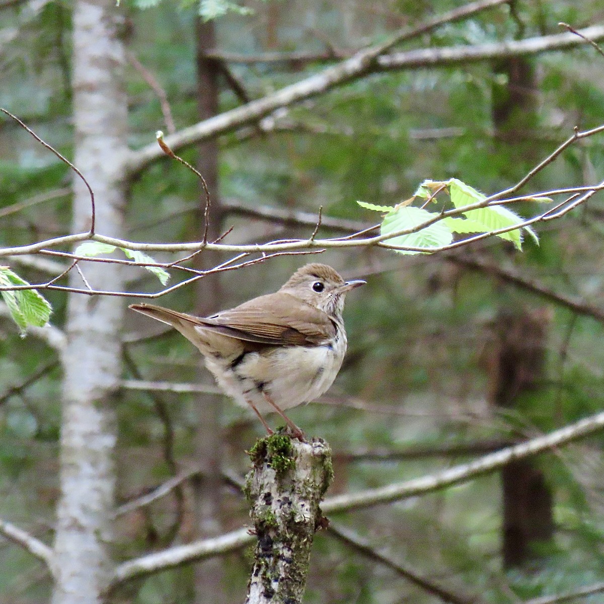 Hermit Thrush - Kristen Lindquist