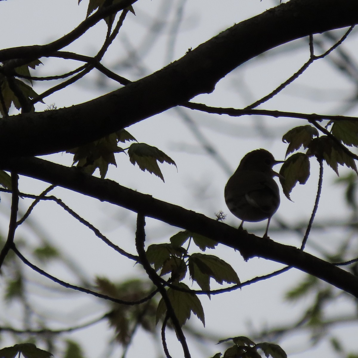 Ovenbird - Kristen Lindquist