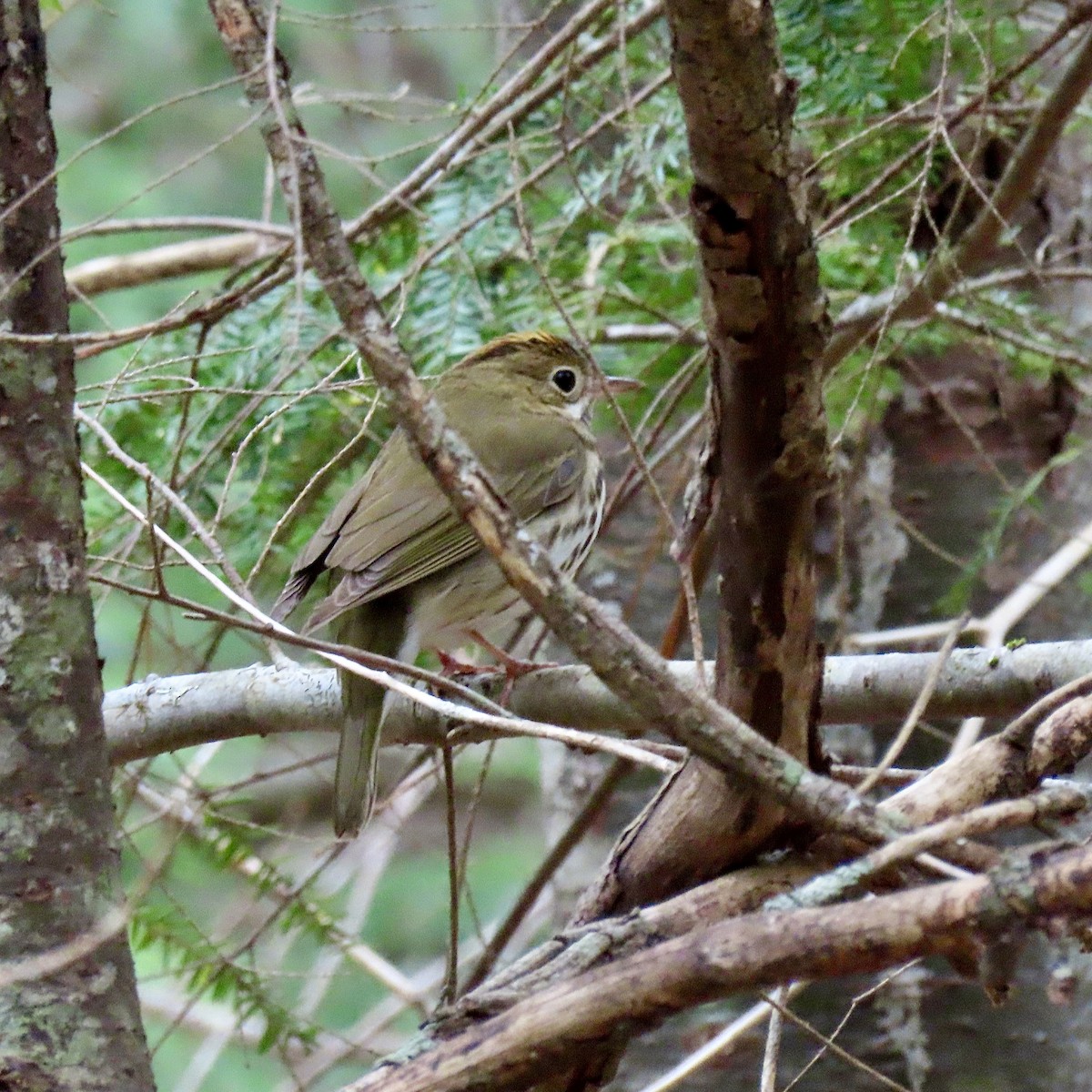 Ovenbird - Kristen Lindquist