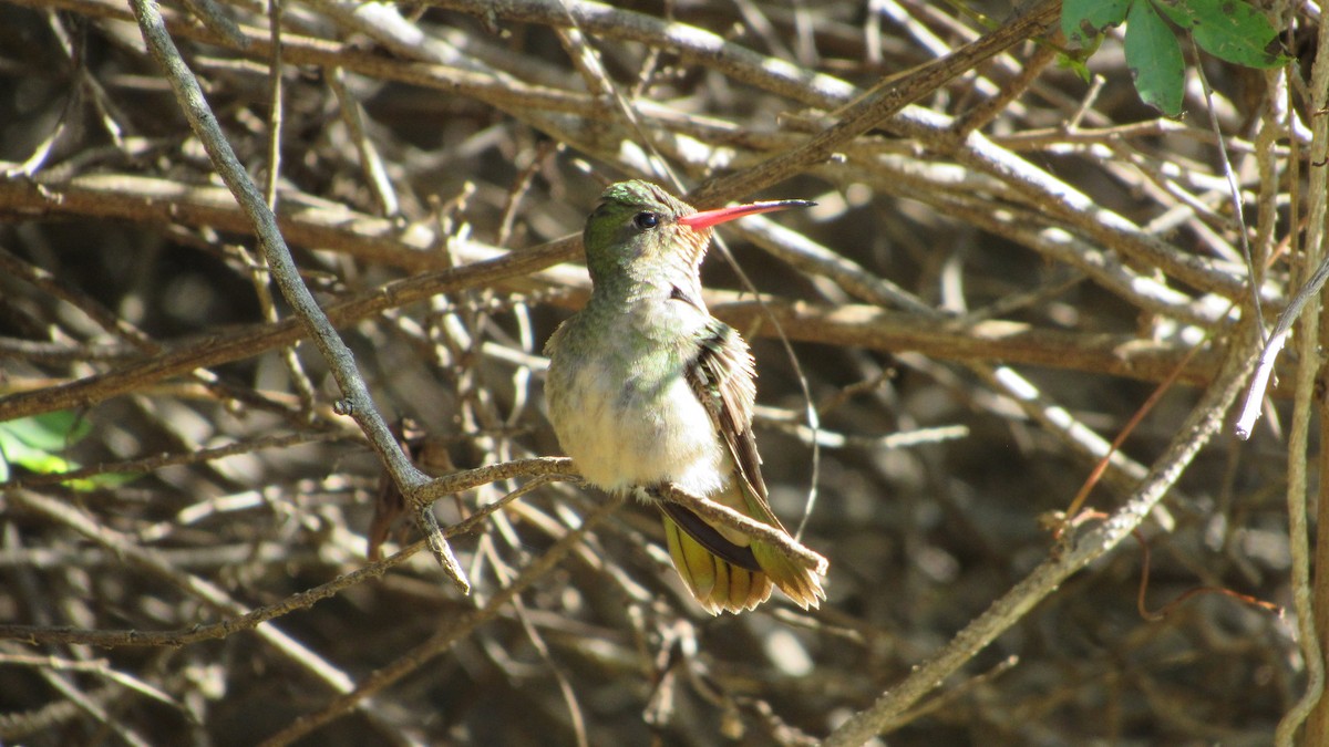 Glittering-bellied Emerald - tusken birder