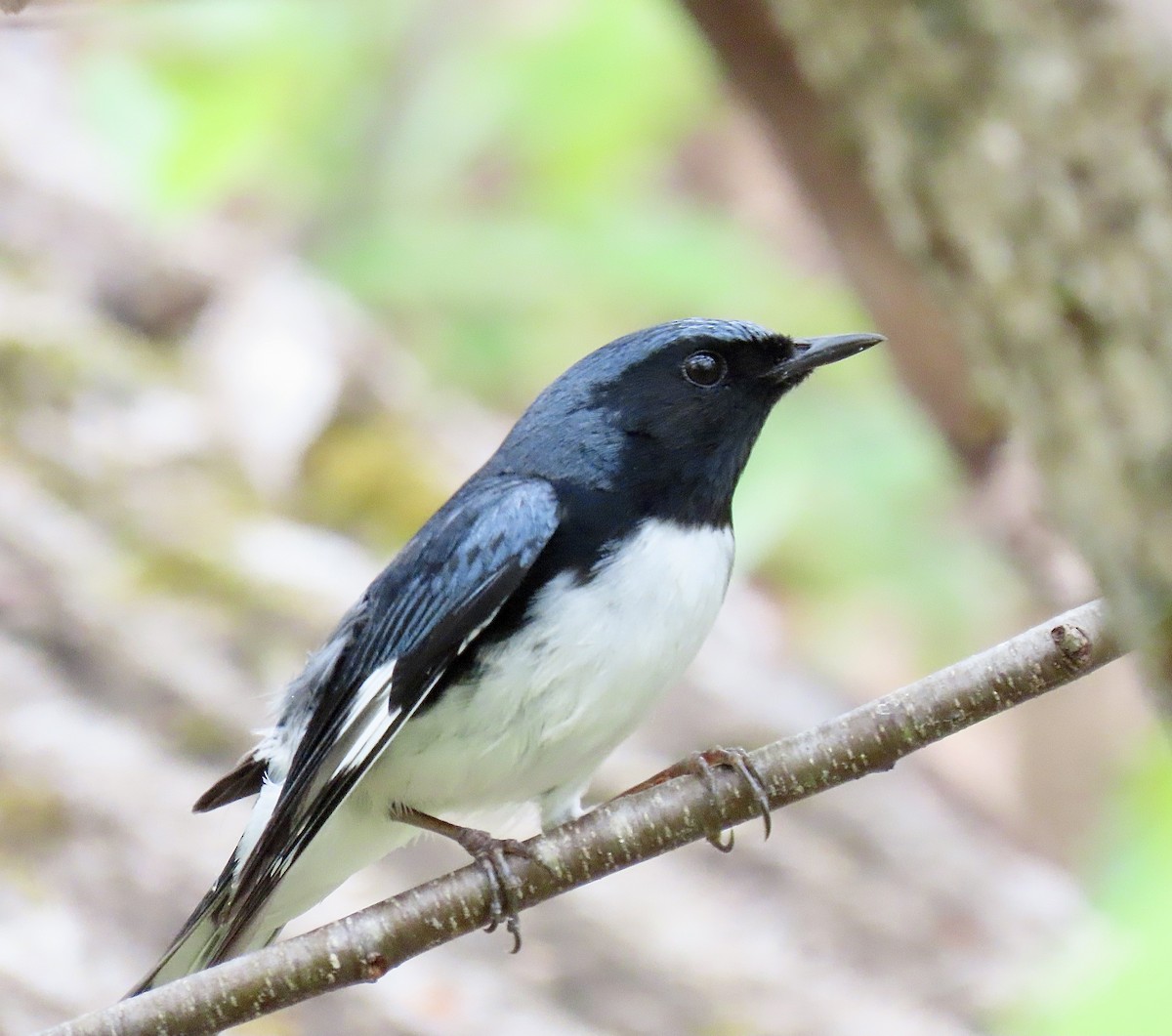 Black-throated Blue Warbler - Kristen Lindquist