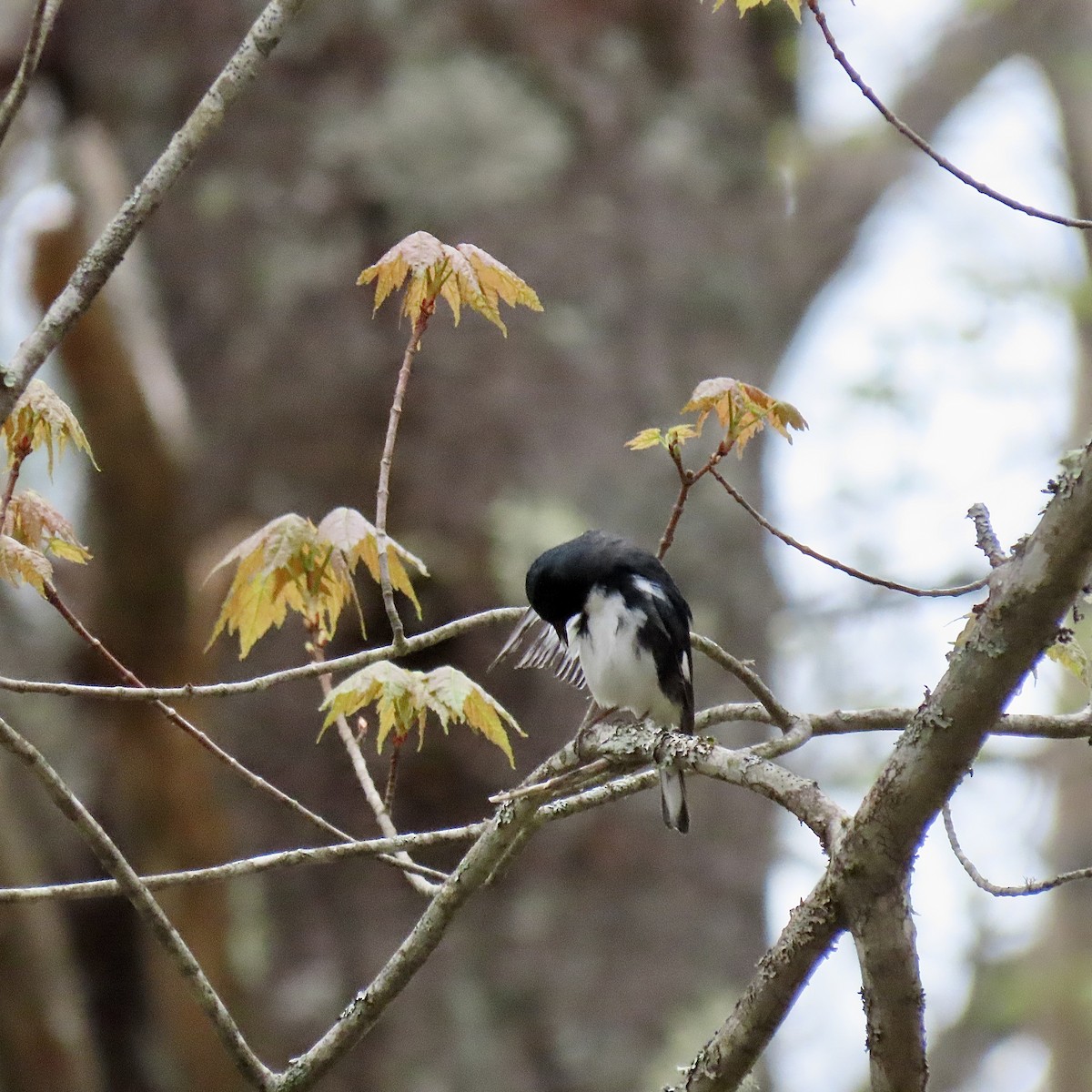 Black-throated Blue Warbler - Kristen Lindquist