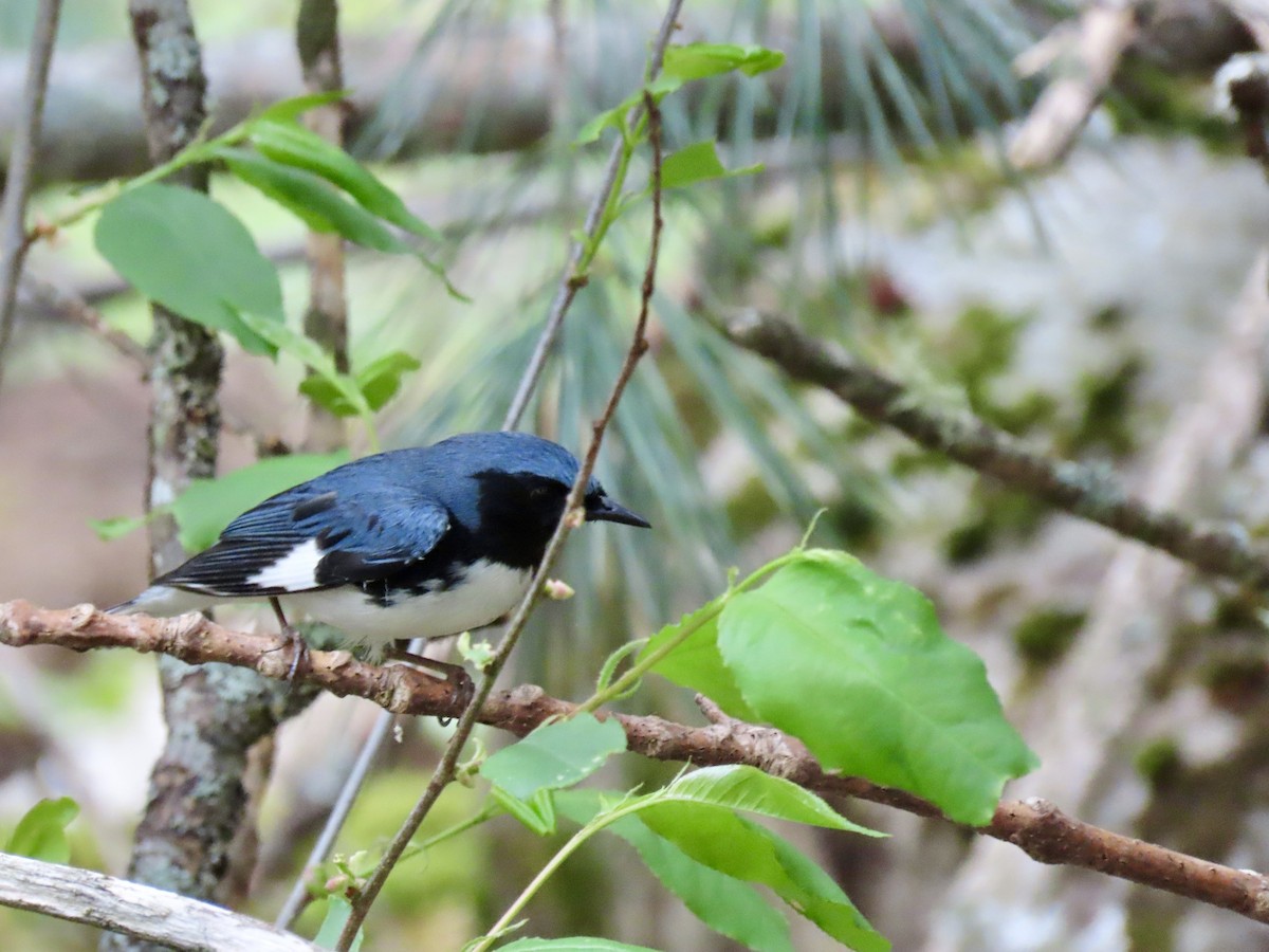 Black-throated Blue Warbler - Kristen Lindquist