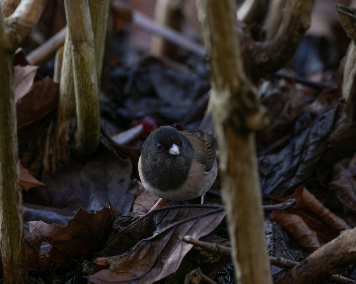 Dark-eyed Junco (Oregon) - Hoeckman's Wildlife