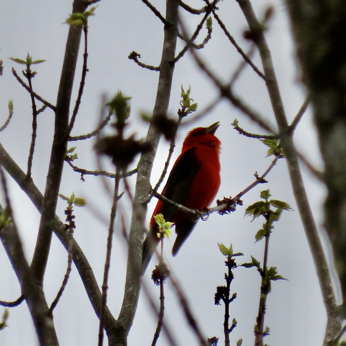 Scarlet Tanager - ML619137482
