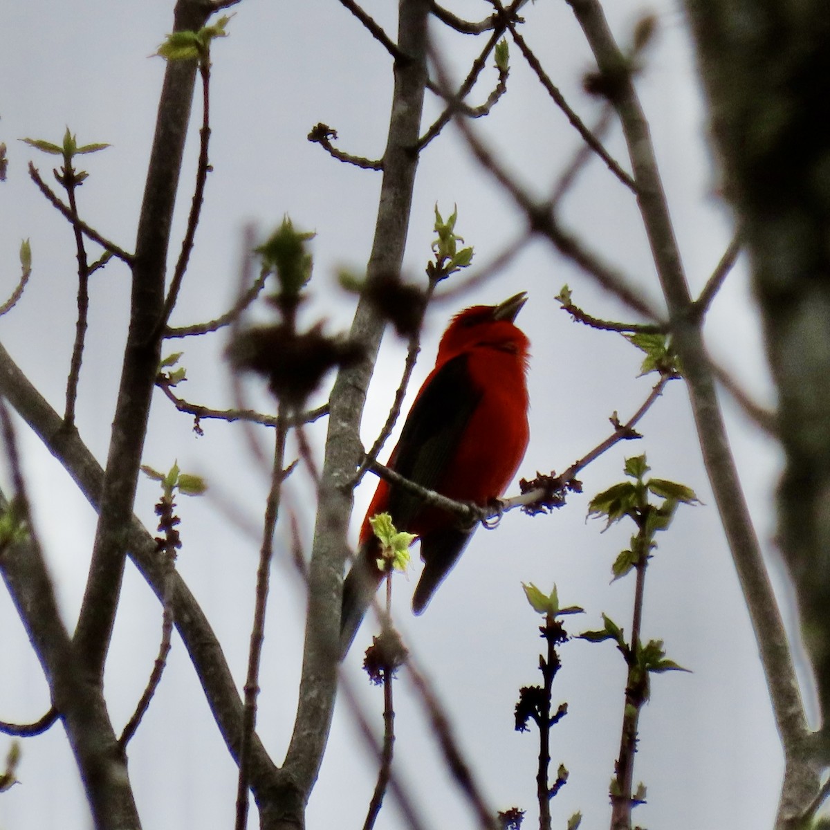 Scarlet Tanager - Kristen Lindquist