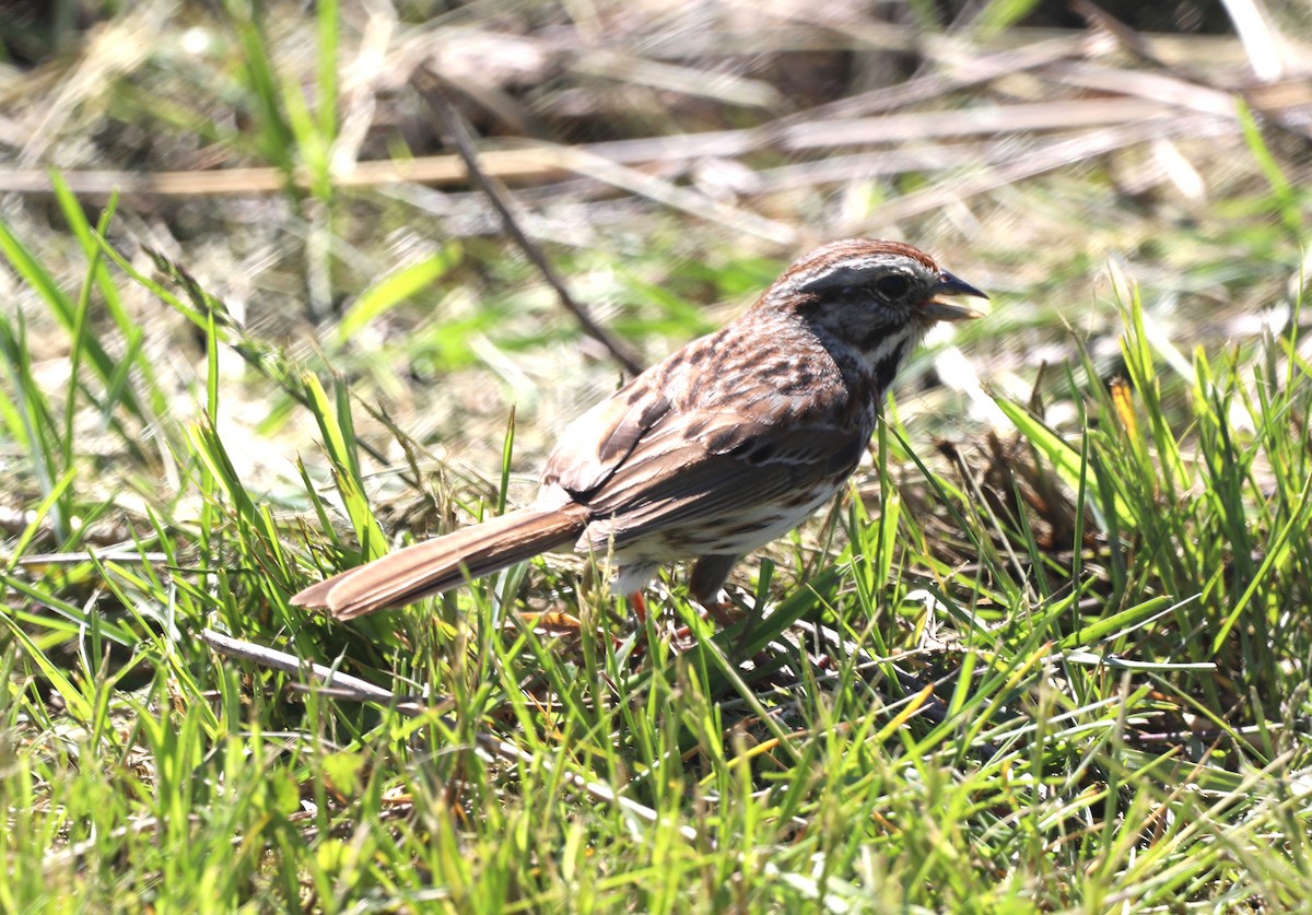 Song Sparrow - "Chia" Cory Chiappone ⚡️