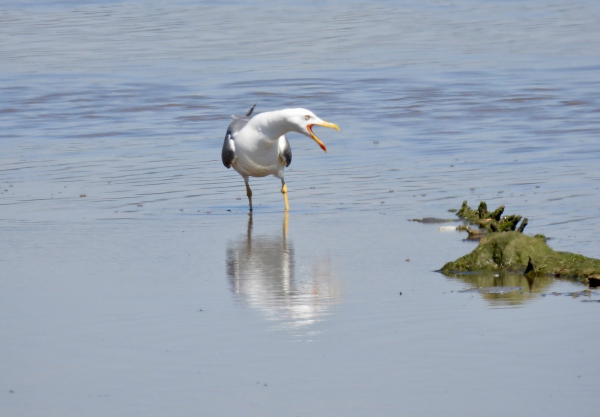 Yellow-legged Gull - ML619137504