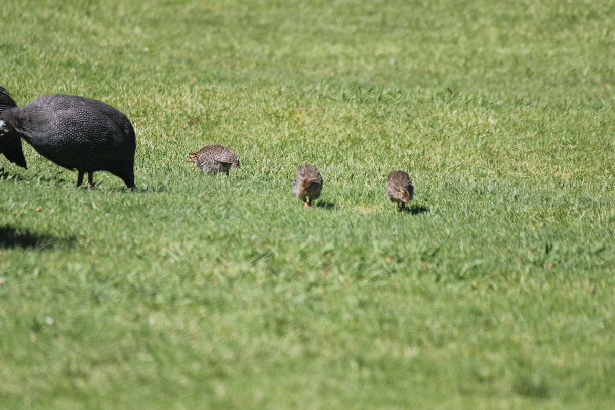 Helmeted Guineafowl - Mike & Angela Stahl