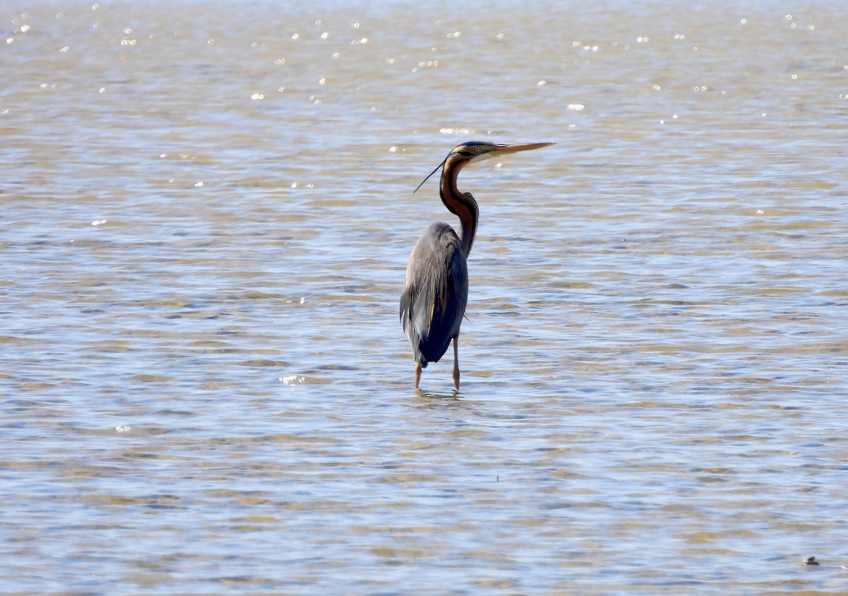 Purple Heron - ML619137540