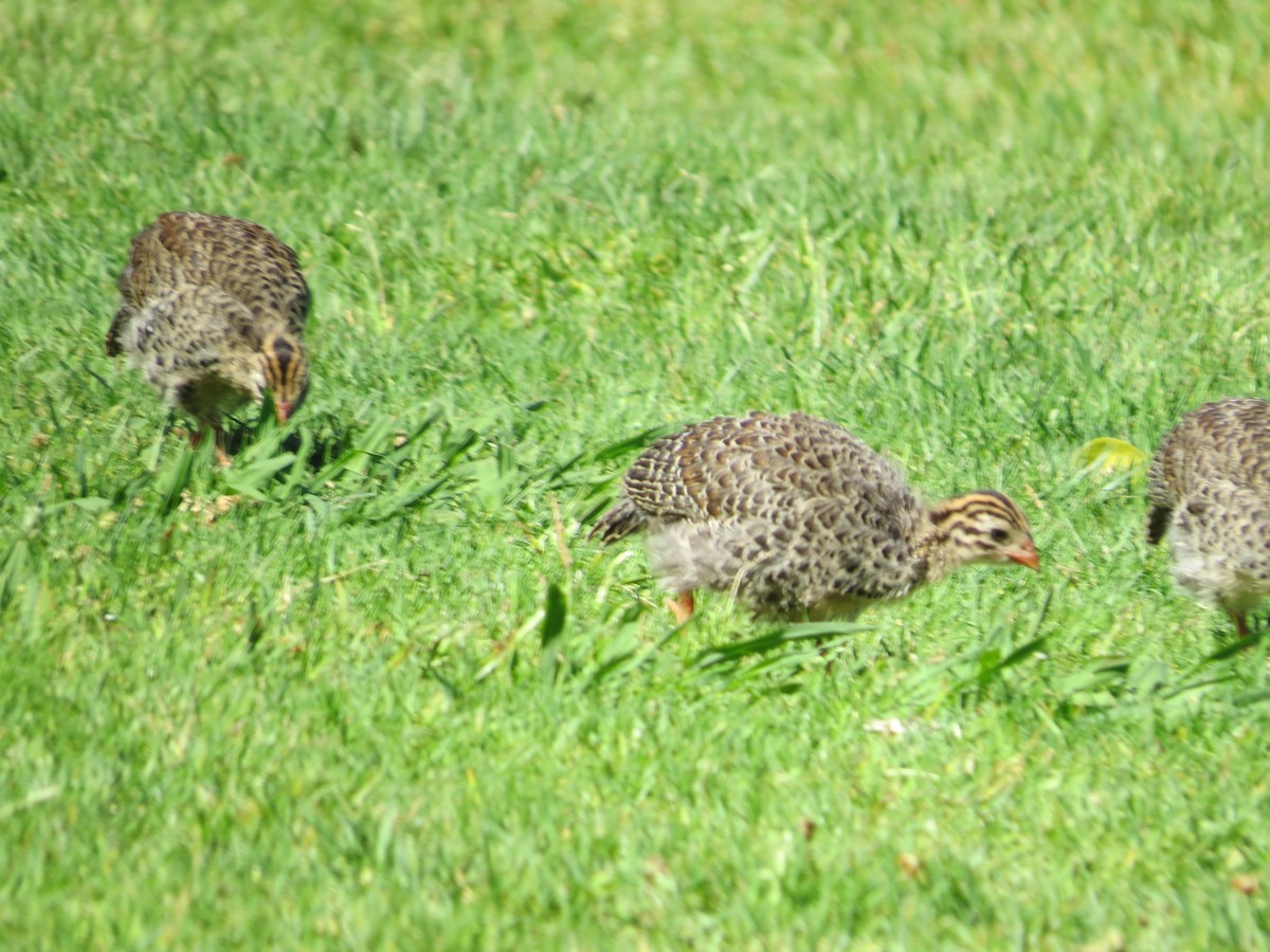 Helmeted Guineafowl - Mike & Angela Stahl