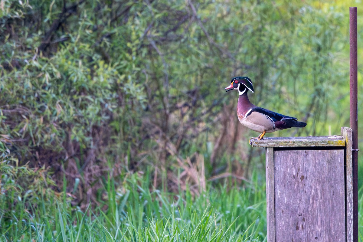 Wood Duck - Sleiman Shakkour