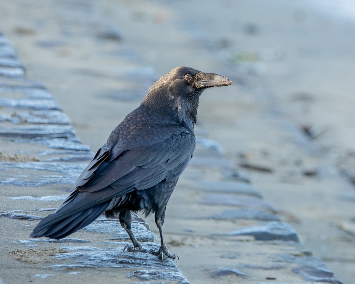 Common Raven - Hoeckman's Wildlife