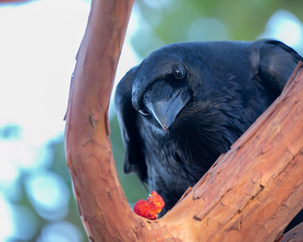 Common Raven - Hoeckman's Wildlife