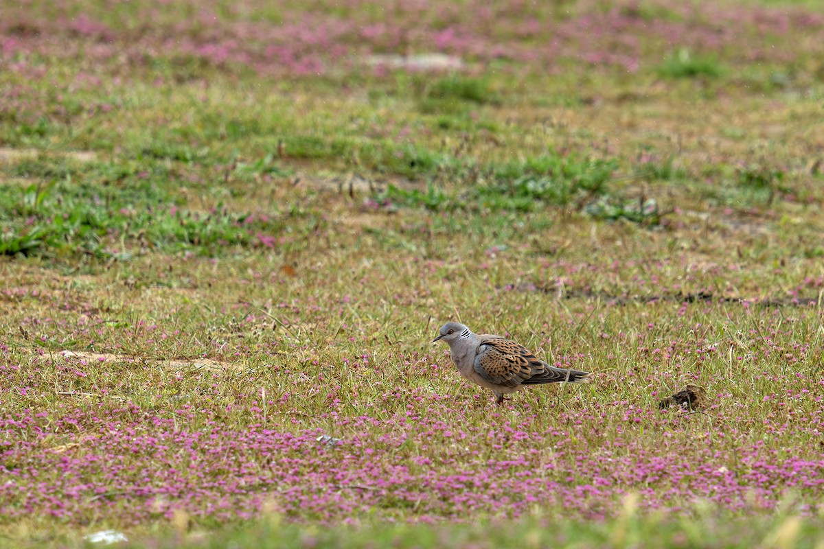 European Turtle-Dove - ML619137611