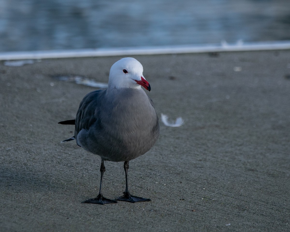 Heermann's Gull - Hoeckman's Wildlife