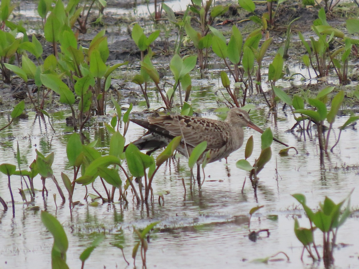 Hudsonian Godwit - Dan Williams