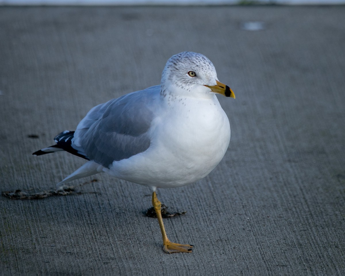 Ring-billed Gull - ML619137622