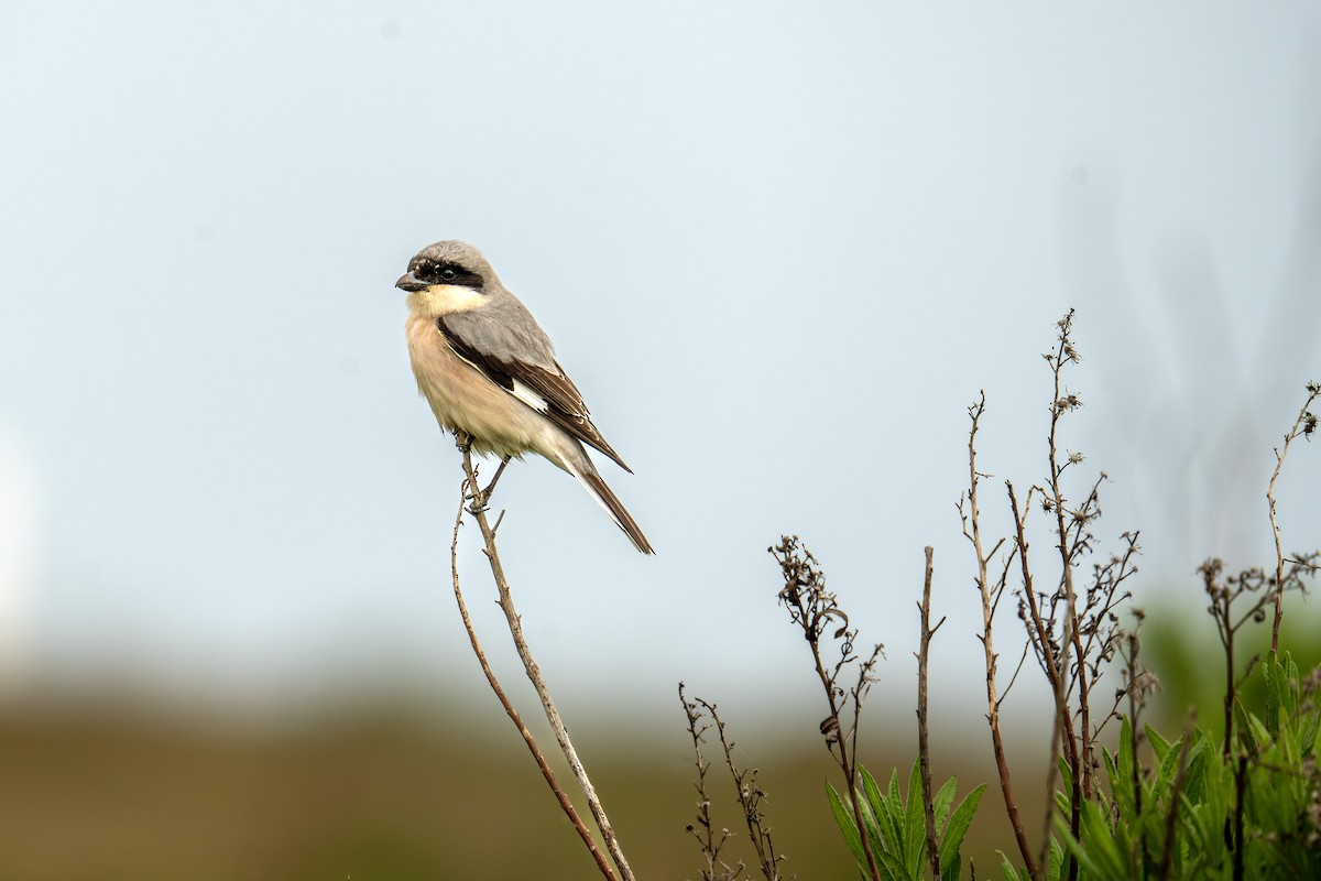 Lesser Gray Shrike - ML619137630