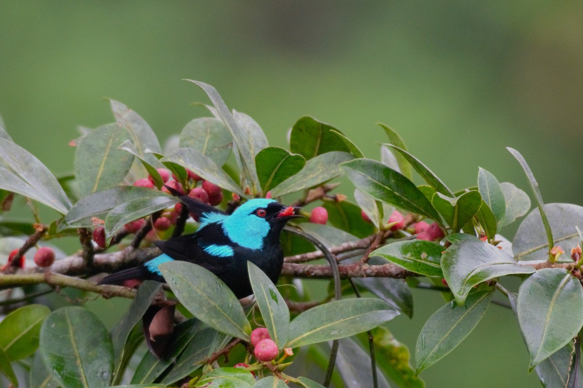 Scarlet-thighed Dacnis - Alexandra Barath