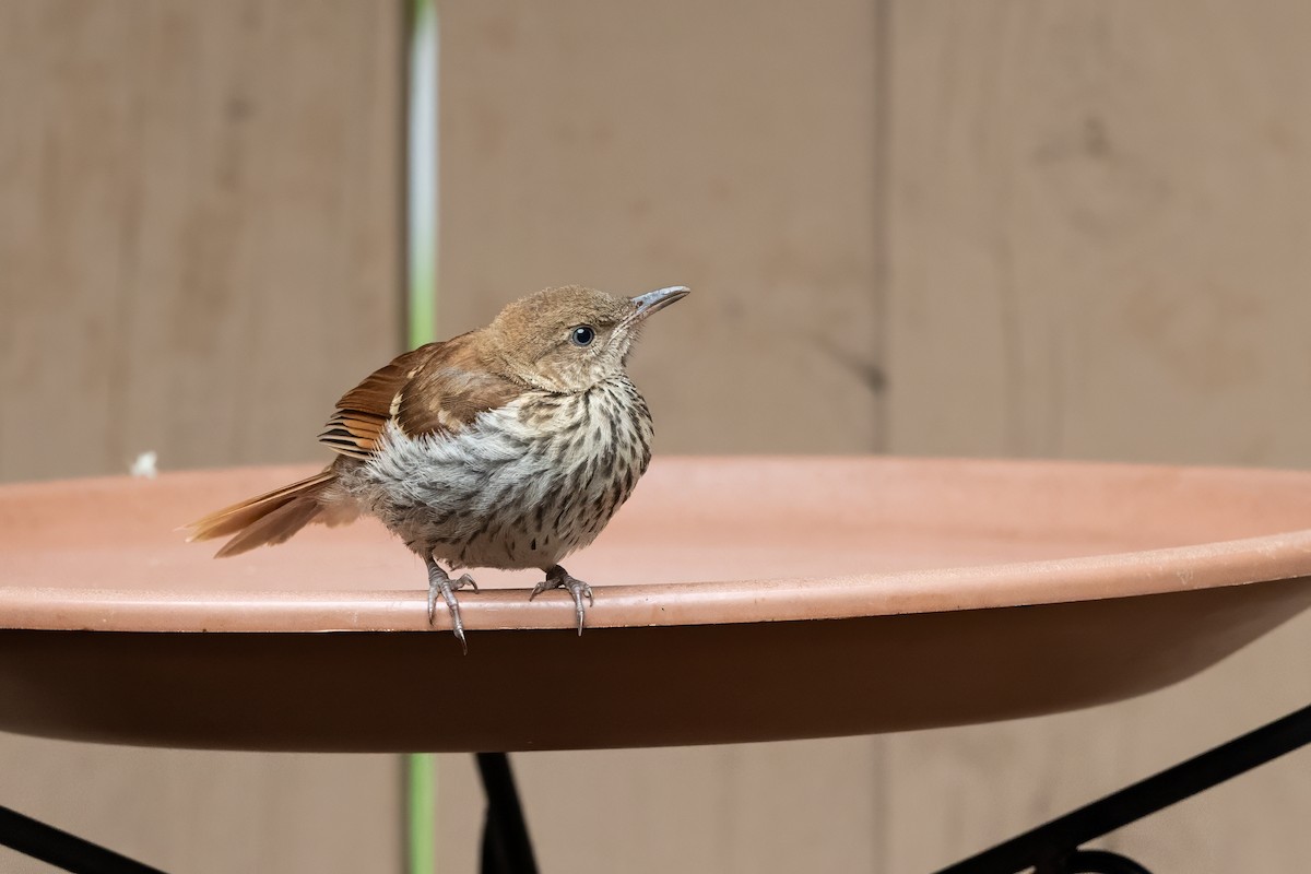 Brown Thrasher - Keith Kennedy