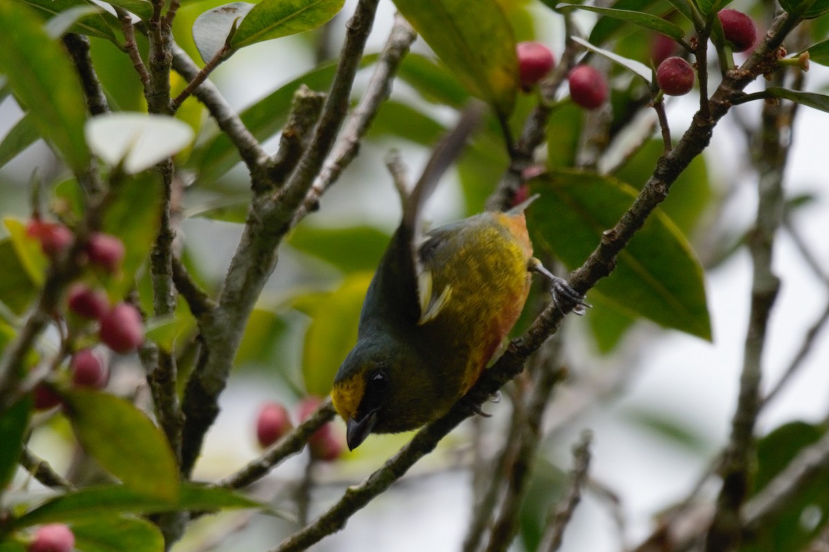 Olive-backed Euphonia - Alexandra Barath