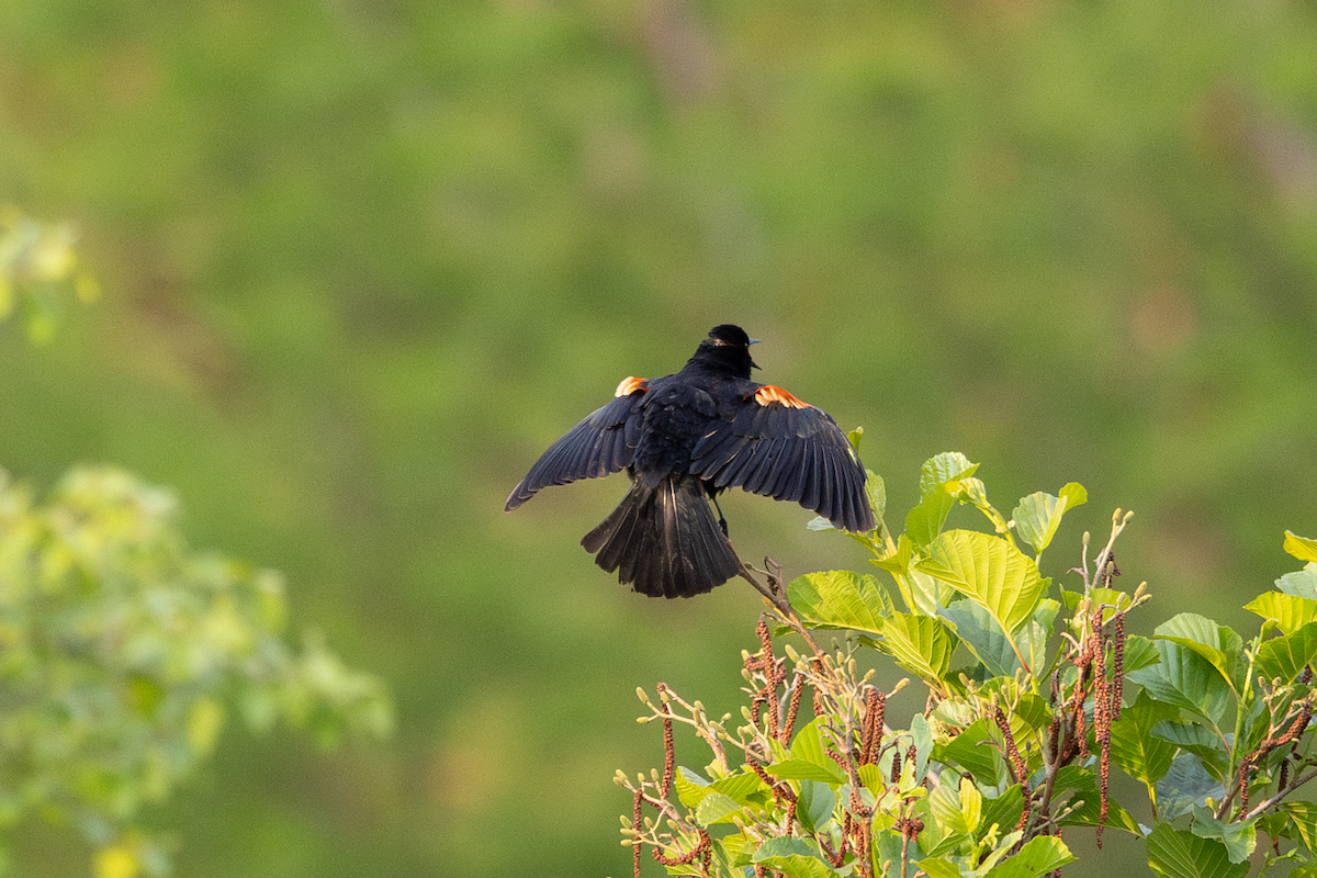 Red-winged Blackbird - Han Tay