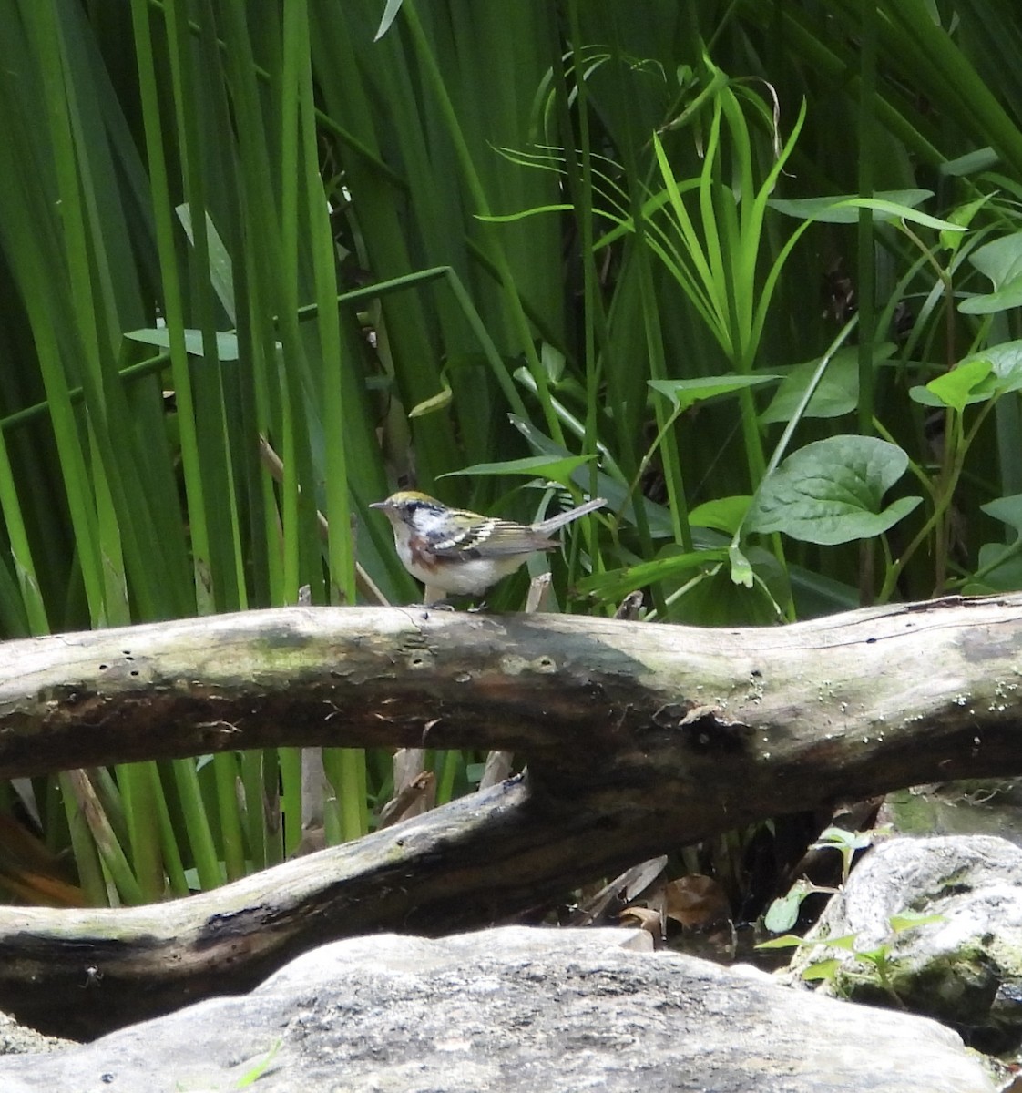 Chestnut-sided Warbler - Susan Schaezler