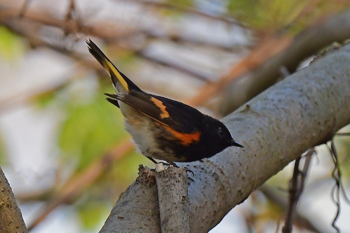 American Redstart - Aubrey  Robson