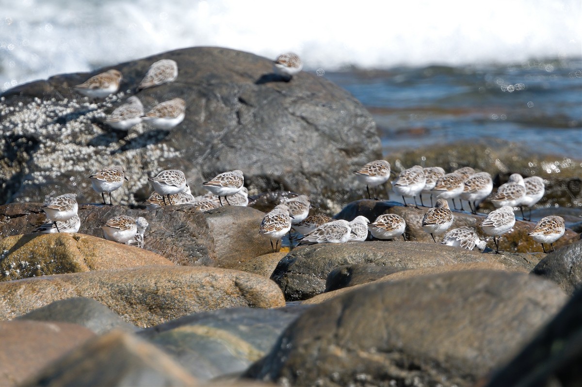 Bécasseau sanderling - ML619137705