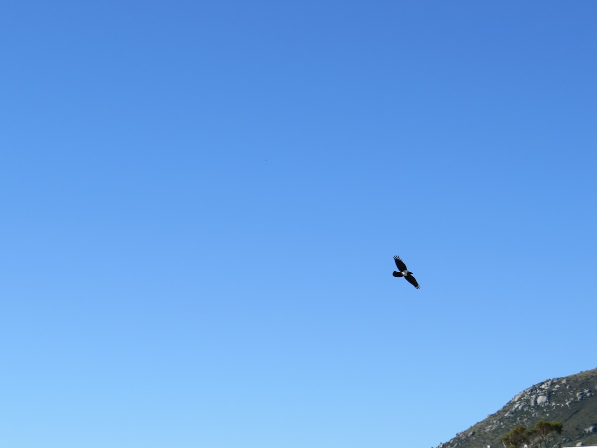 Pied Crow - Mike & Angela Stahl