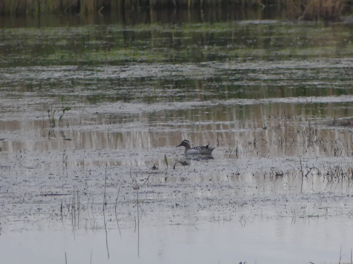 Garganey - Guy Kirwan