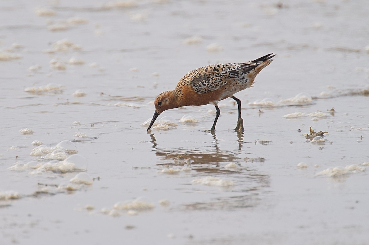 Red Knot - ML619137724