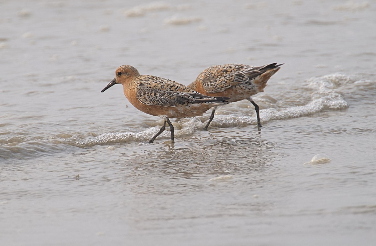Red Knot - ML619137725