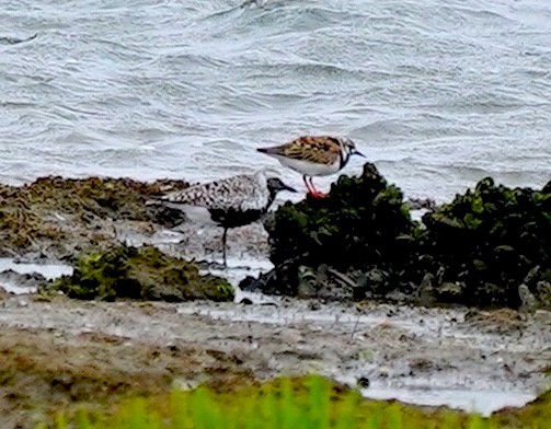 Black-bellied Plover - Ryan Serio