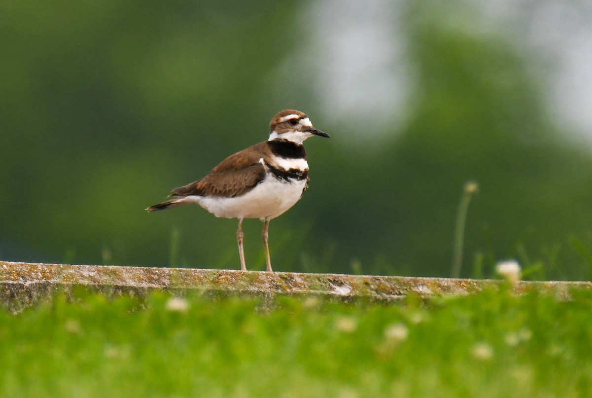 Killdeer - ML619137739