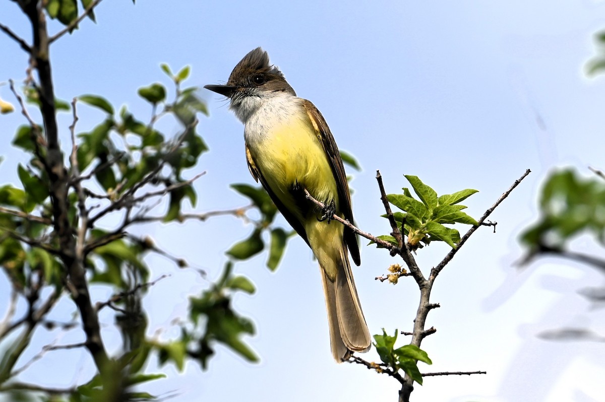 Dusky-capped Flycatcher - Mike Rome