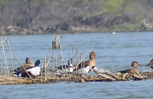 River Tern - Anand Birdlife