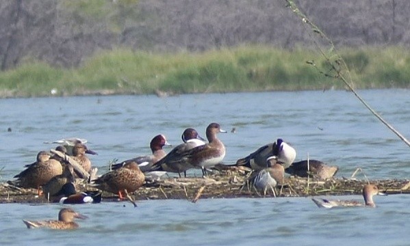 Eurasian Wigeon - Anand Birdlife