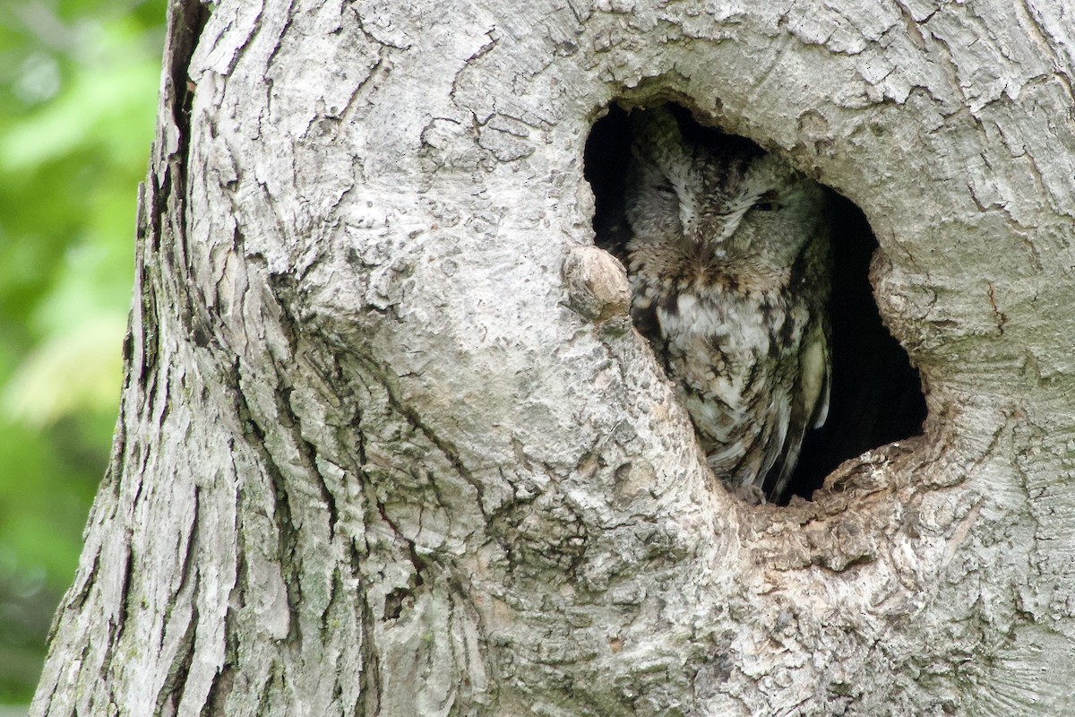 Eastern Screech-Owl - Jerry Horak