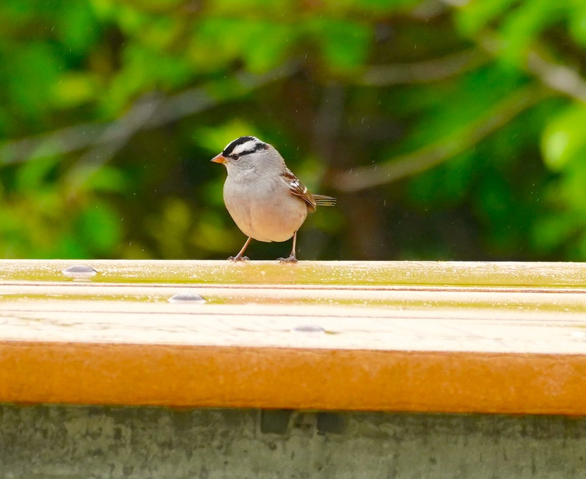 White-crowned Sparrow - Ryan Serio
