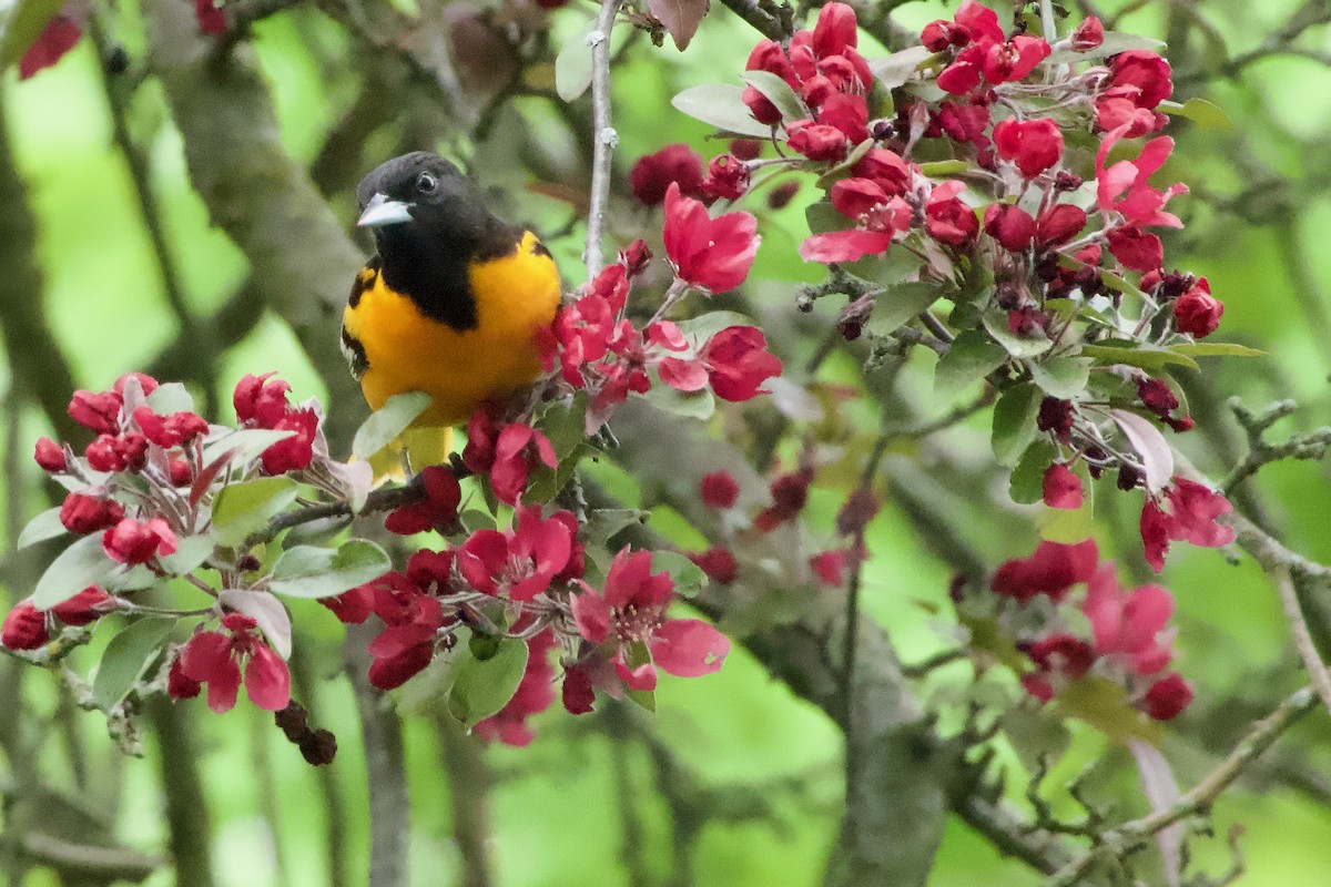 Baltimore Oriole - ML619137803