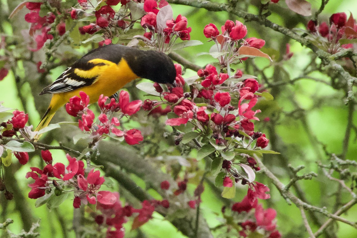 Baltimore Oriole - Jerry Horak